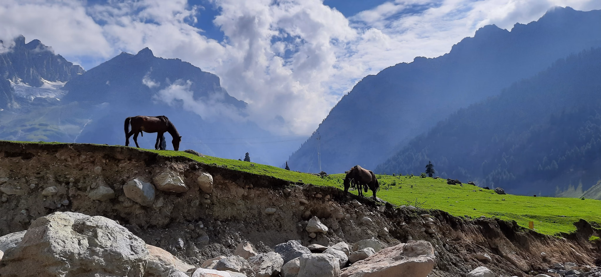 Kashmiri ponies grazing on a green meadow below the mountains near Pahalgam