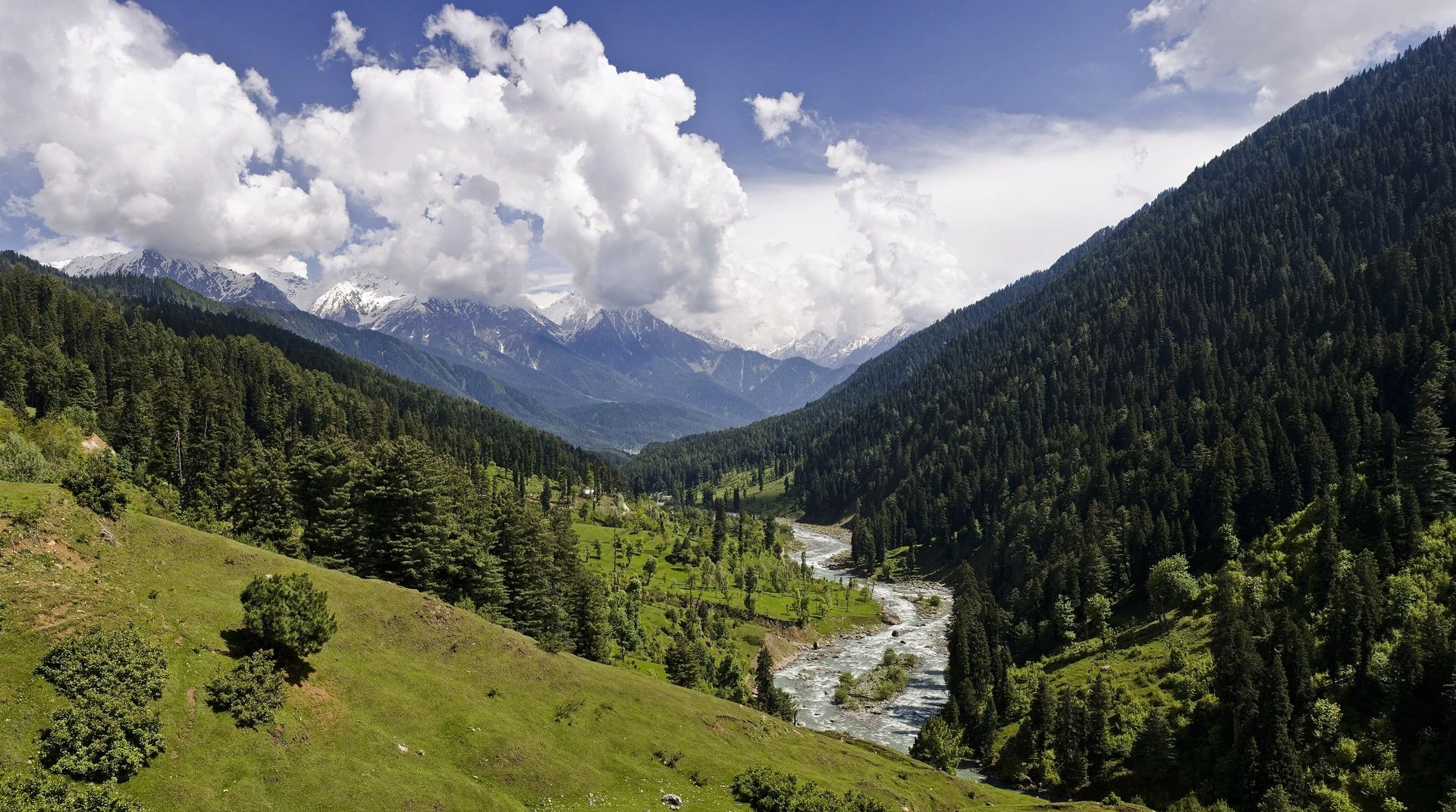 Green meadows and pine forest above the Lidder River in the Pahalgam valley