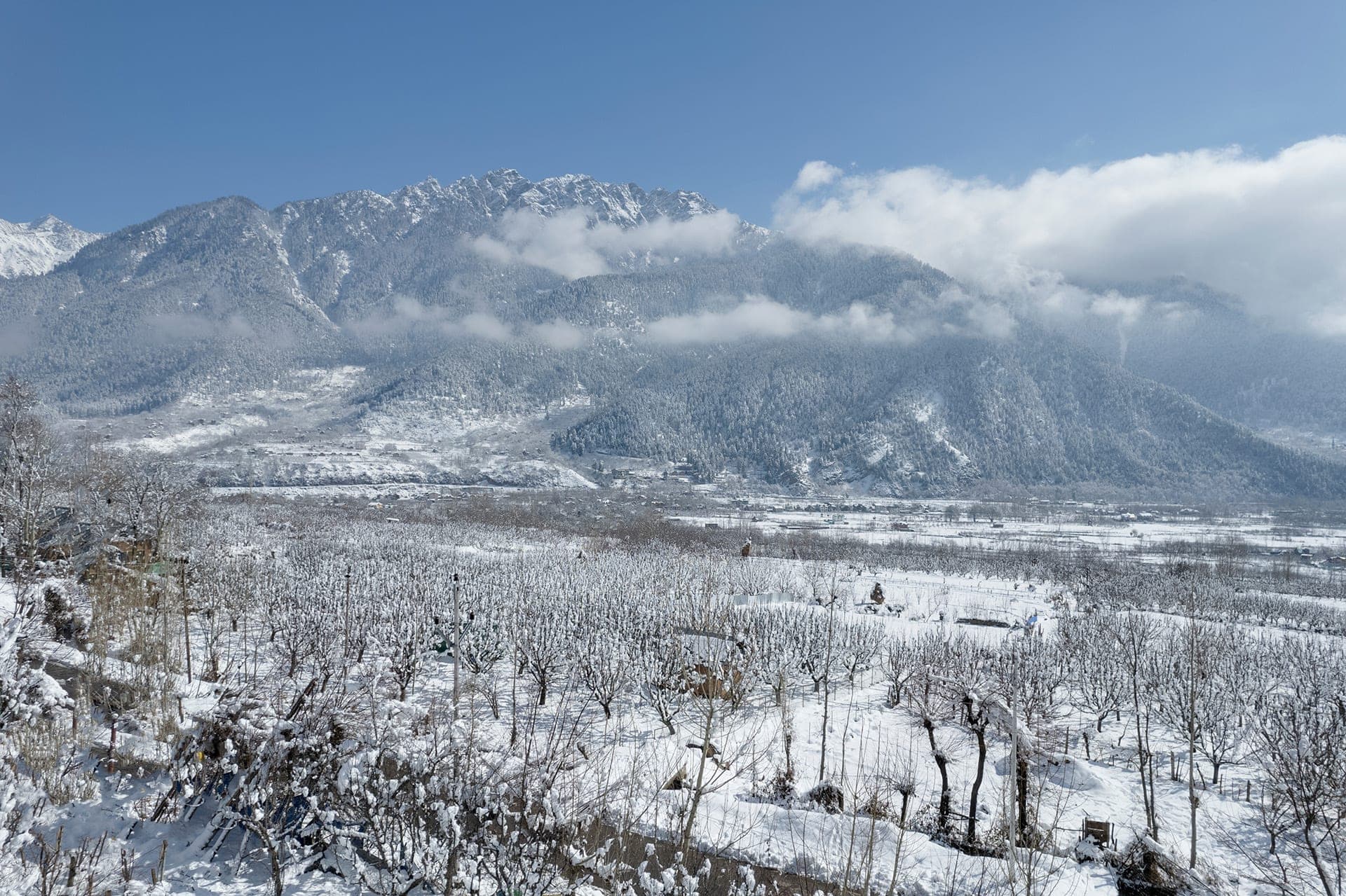 Snow-covered orchard and mountains in Pahalgam, Kashmir