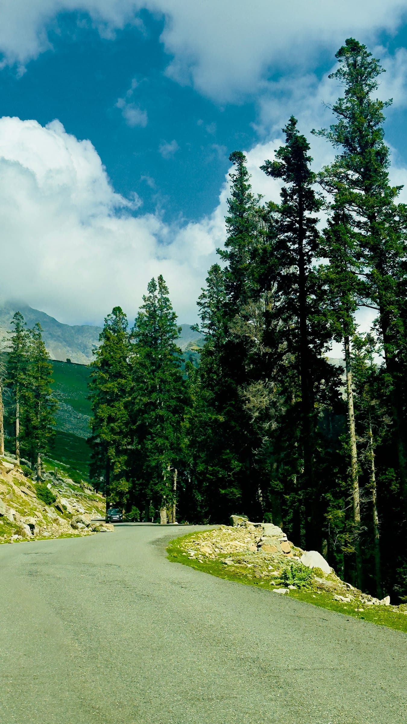 Mountain road through pine forest near Pahalgam, Kashmir