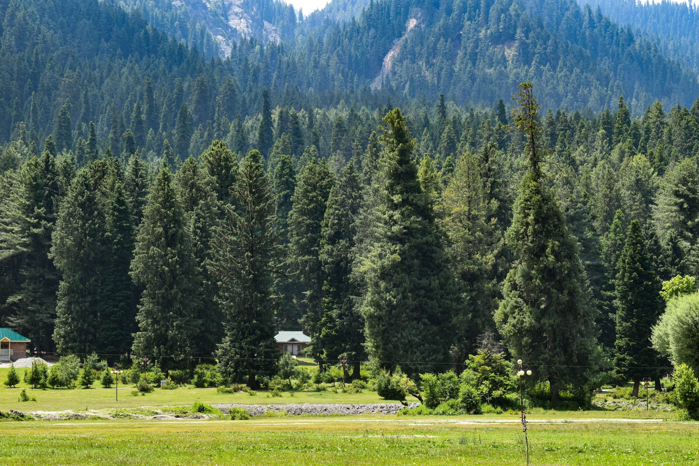 Pine forest meadow with mountain backdrop in Pahalgam, Kashmir