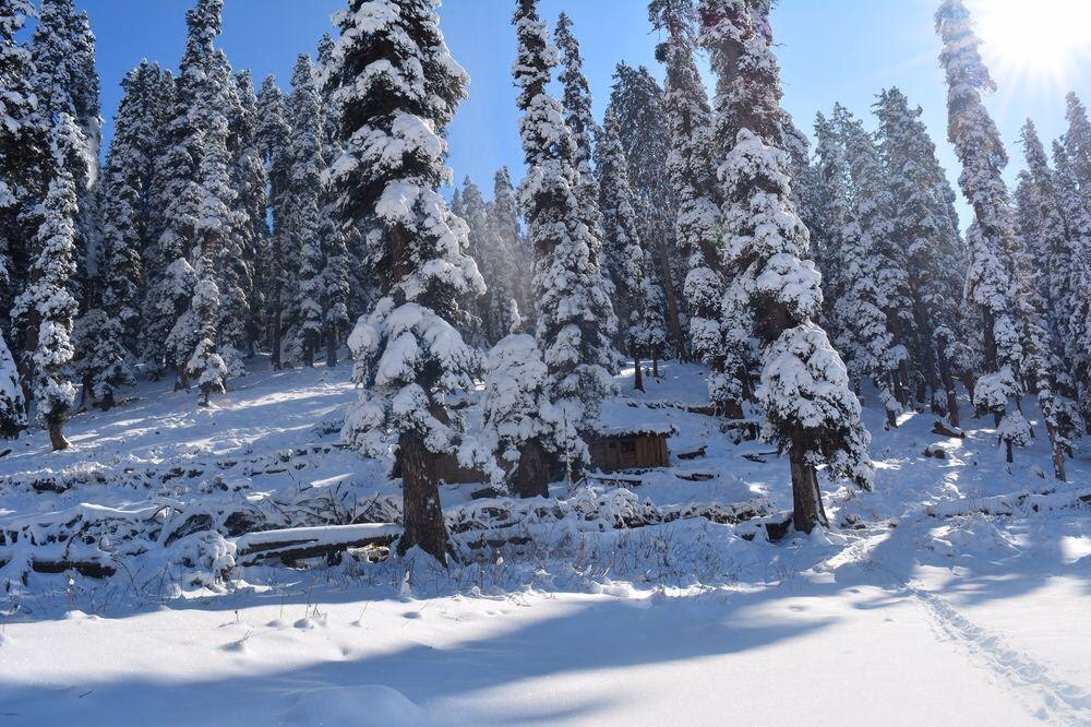 Snow-laden pine trees and a small wooden hut in a Pahalgam forest on a sunny winter day Snow-laden pine trees and a small wooden hut in a Pahalgam forest on a sunny winter day